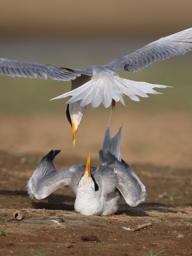  @natgeo  @Avibase  @ThePhotoHour  @NatureIn_Focus  @SanctuaryAsia #IndiAves  #birds  #birdwatching  #birdphotography  #BBCWildlifePOTD  #WildlifePhoto Pair FB profile https://www.facebook.com/profile.php?id=100001549799014IG handle  http://instagram.com/atuljain67?igs …