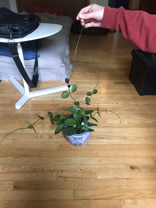 Love how she&rsquo;s grown 🥺💕 got repotted today ! https://t.co/nJr7Smmukg