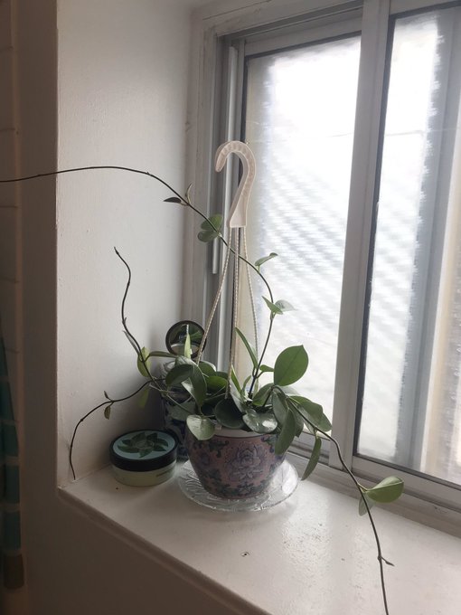 Love how she&rsquo;s grown 🥺💕 got repotted today ! https://t.co/nJr7Smmukg