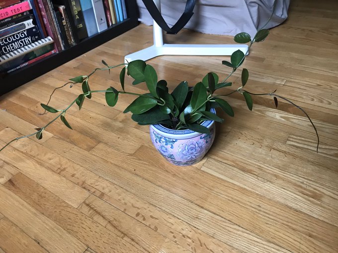 Love how she&rsquo;s grown 🥺💕 got repotted today ! https://t.co/nJr7Smmukg