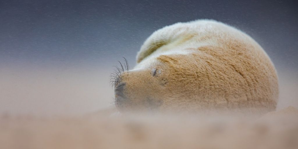 Mammal_Society's tweet photo. This week's #midweekmammal by Sorcha Lewis was shortlisted in #mpoy2020
#DYK there are 2 #seal species in GB: grey seal, Halichoerus grypus & harbour seal Phoca vitulina.
However there have also been records of bearded, harp, hooded & ringed seals as well as 2 of walrus https://t.co/SCIsb6rDVG