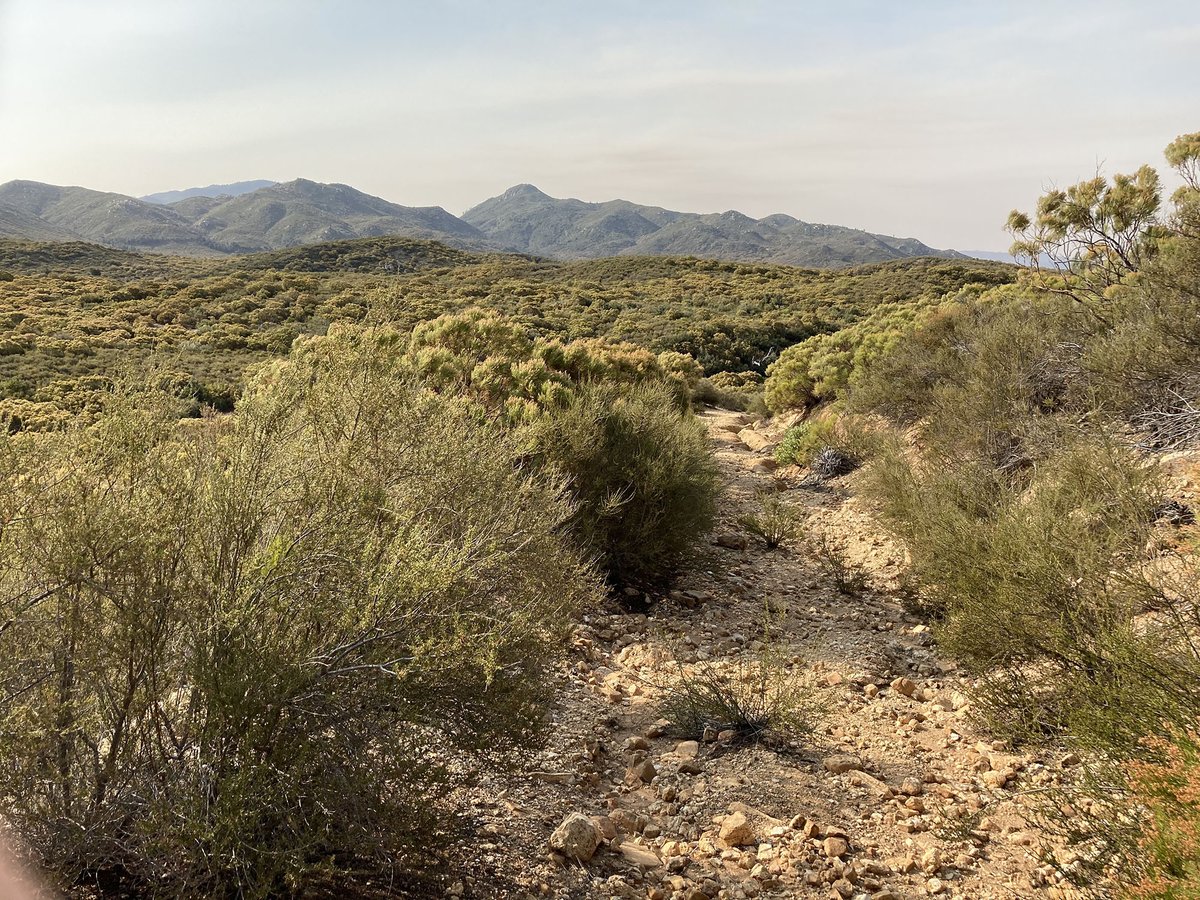 Warner_Springs's tweet photo. Cool and breezy during the hike this morning. Chihuahua Valley, California. #sandiego #mountains #trail #chaparral #manzanita #yucca #chamise #california #nativeplants #hiking https://t.co/D8YFsTYGCB