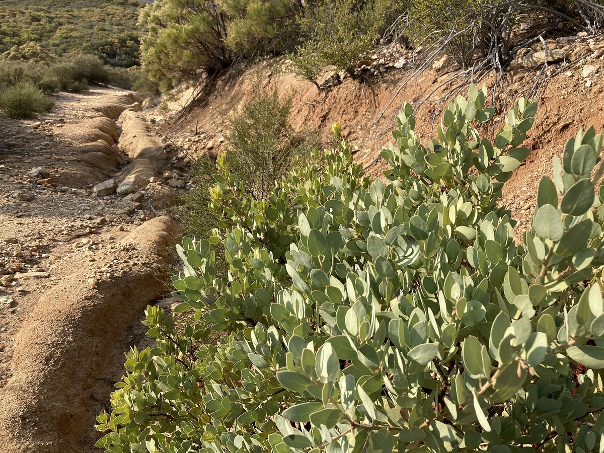Warner_Springs's tweet photo. Cool and breezy during the hike this morning. Chihuahua Valley, California. #sandiego #mountains #trail #chaparral #manzanita #yucca #chamise #california #nativeplants #hiking https://t.co/D8YFsTYGCB