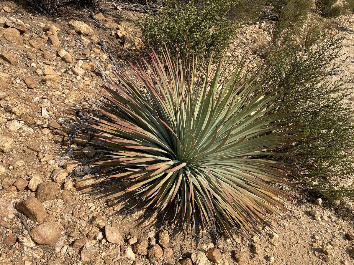 Warner_Springs's tweet photo. Cool and breezy during the hike this morning. Chihuahua Valley, California. #sandiego #mountains #trail #chaparral #manzanita #yucca #chamise #california #nativeplants #hiking https://t.co/D8YFsTYGCB