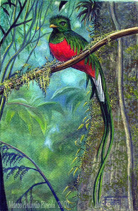 bioimagenmap's tweet photo. Semana de #especies #neárticas y #neotropicales
"#Quetzal". 2002
(Pharomachrus mocinno)
Marco Antonio Pineda M.
Mixta.
35.0 x 25.0 cm
Colección privada https://t.co/XqE7JmXWnz
