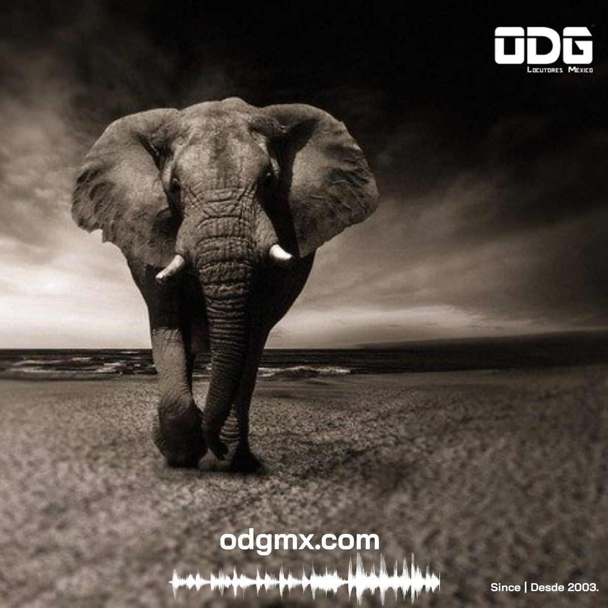 ODG_Mx's tweet photo. Animal Planet es una de las cuentas a la que hemos tenido oportunidad de dar voz en #ODGMx.
#Locución #Locutores #Voices #Voice #Voiceover #VoiceTalent #Audio #Since2003 #Desde2003 #SomosODG.
🖥️ https://t.co/IcWhLh1W44 https://t.co/4qBNu9rqvG