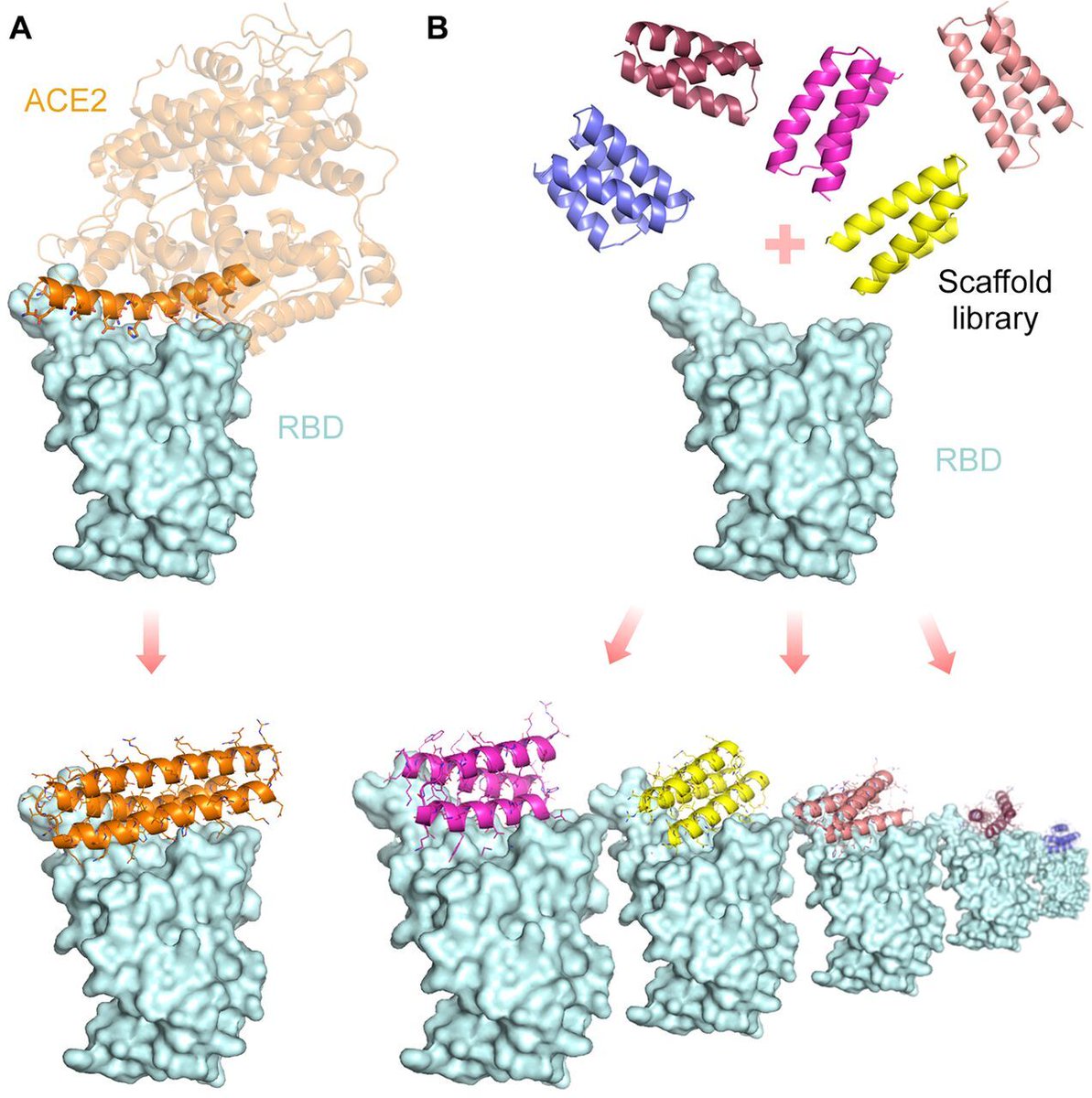 Science Magazine (@sciencemagazine) on Twitter photo Researchers at <a href="/UW/">University of Washington</a> have designed inhibitors that block the interaction between #SARSCoV2 and human cell receptor ACE2, paving the way for therapeutics that could be delivered more easily than antibodies. fcld.ly/rp1ll80 Researchers at <a href="/UW/">University of Washington</a> have designed inhibitors that block the interaction between #SARSCoV2 and human cell receptor ACE2, paving the way for therapeutics that could be delivered more easily than antibodies. fcld.ly/rp1ll80