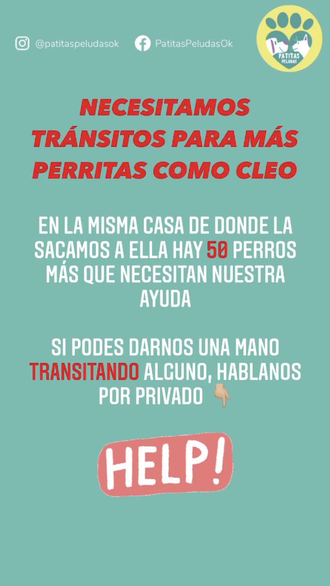 PatitasPeludas2's tweet photo. NECESITAMOS TRÁNSITOS ‼️

Por favor, necesitamos más tránsitos para machos y hembras como Cleo. Son aprox 50 en total. Están en la casa de un acumulador y necesitamos sacarlos de ahí urgente! Por favor, si podes darnos una mano transitando mándanos un mp. Ayúdanos a ayudarlos 🙏🏼 https://t.co/ZzuPutuFuJ