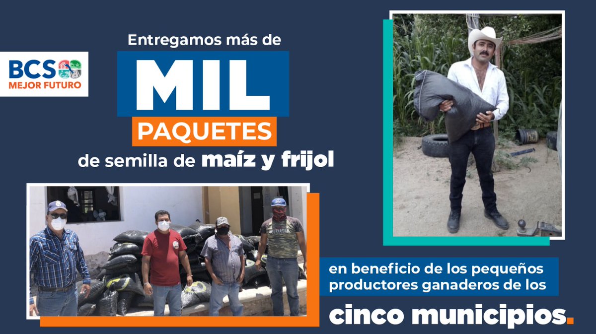 En beneficio de pequeños productores ganaderos de los cinco municipios de #BCS, continuamos entregando paquetes de semillas de maíz y frijol para la producción de alimento para el autoconsumo, así como forraje para la alimentación del ganado. #EstoEsMejorFuturo