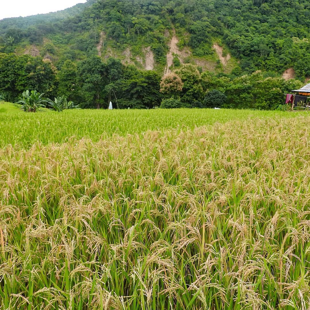 nagaherald's tweet photo. 2 Corinthians 9:10
He who supplies seed to the sower and bread for food will supply and multiply your seed for sowing and increase the harvest of your righteousness. https://t.co/Oi5LzvOUdR