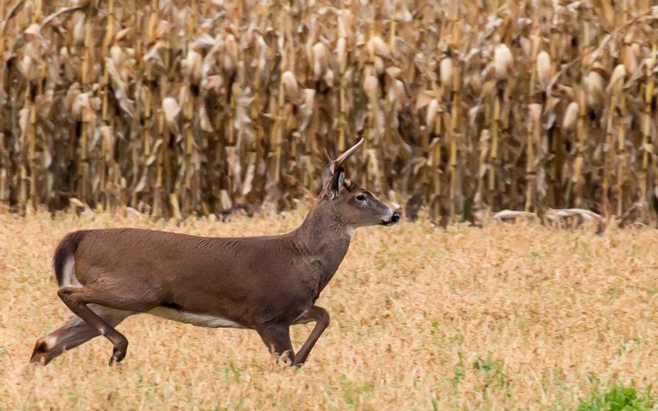 Check out the August issue of <a href="/BetterFarmingON/">Better Farming | It's Farming. And It's Better.</a> where Brimage Lawyer Andre Muller contributed to the article “I’m Game: Farmers and Hunters Strengthen Ties” to learn how #farmers and #hunters can work together to ensure respectful land use.

Article: betterfarming.com/flippingbook/b…