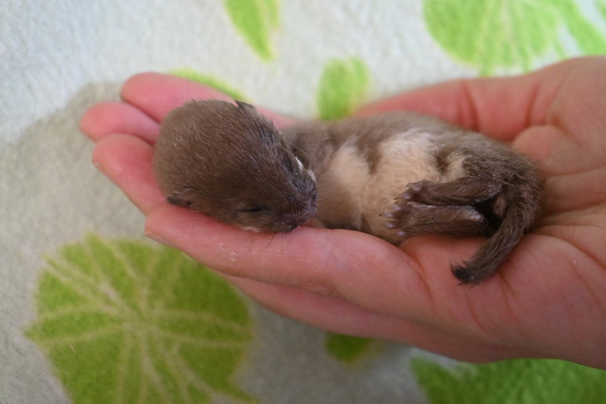 pact_sanctuary's tweet photo. What's new at PACT?
We have a handrear stoat 😍
#Wildlife #stoat #handrear https://t.co/of8P8tW5Or