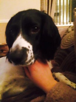 bs2510's tweet photo. CASSIE #SpanielHour

#Missing 25 Mar 2016 #Hopgrove, #York. North East YO32

Female English #Springer #Spaniel Adult black and white

Where Did She Go? 
Do you Know anyone that has Rehomed a dog like Cassie? 
Please get in Touch she is Missed so Much

https://t.co/1BHPyKN6DC https://t.co/HgURgwbHc6
