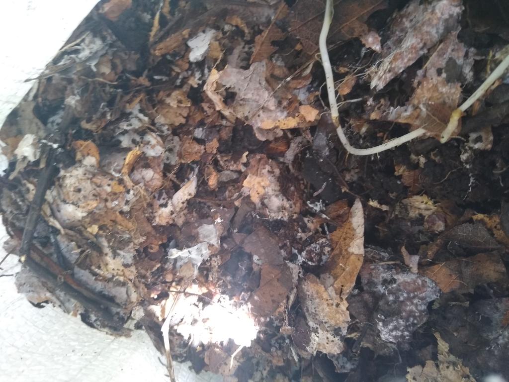 Lordcompost's tweet photo. La infinidad de microorganismos que exsisten en este pequeño montón de ojarasca. Estos pequeños animalitos microscópicos son benéficos para un suelo sano. https://t.co/EqqEJUesz5