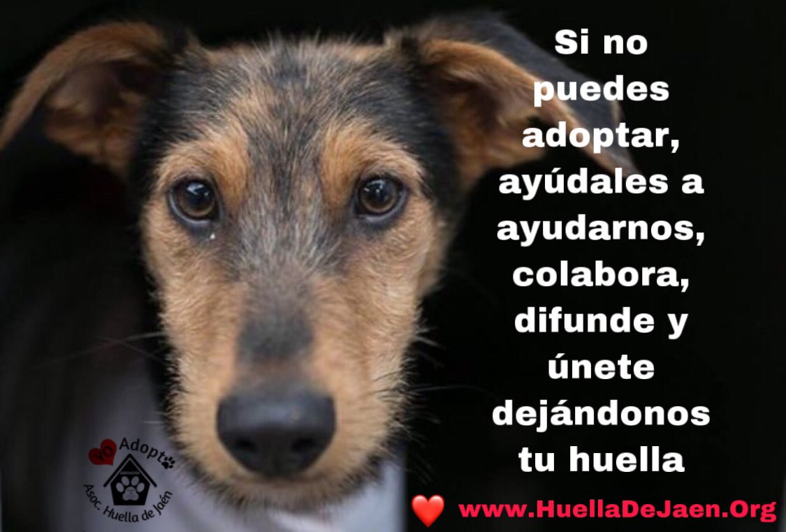 huelladejaen's tweet photo. Sin adopciones no podemos recoger más,.... estamos desbordados y sin ayudas,... tan sólo en expensas de pedir y que nos donen....
Hemos llegado a nuestro límite; más de 70 perros esperando un hogar y muchas horas por delante para poderlos atender y cuidar... https://t.co/ekQ4yGJg9d