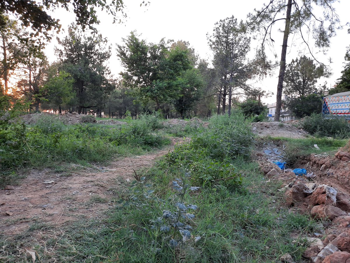 HumayunJaved_'s tweet photo. Gentle Reminder @MciIslamabad
@islamabad_mayor
@SardarZimri
@CleanGreenPK
@Asad_Umar
Please Advise when Action will be Taken on Ruined/Destroyed GreenBelts of Sector I-10 / I-11?
Cleaning &amp; Maintenance along with Plantation Drive is Badly Required
Appreciate your Kind Support🙏🏻 https://t.co/Jb1uVoQ6I3