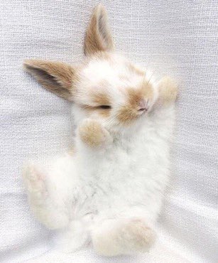 open this thread if you like bunnies