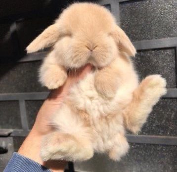 open this thread if you like bunnies