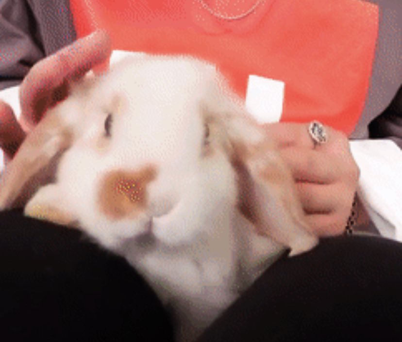 open this thread if you like bunnies