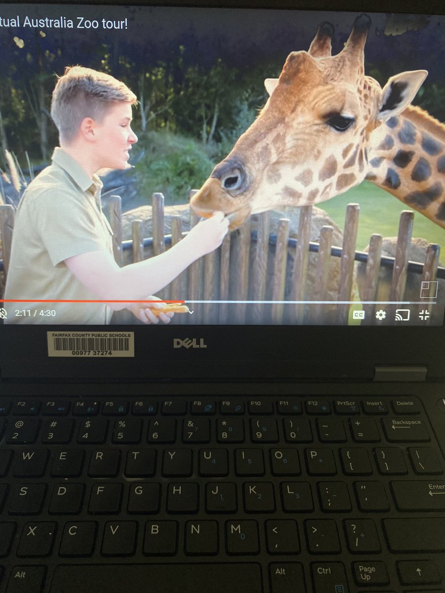 Today our class went on a virtual field trip to the Australia Zoo! We saw so many cool animals and got to write about all of them! 🦒 🦓 🐊 🐅 🐍 🦜 <a href="/oakhilles/">Oak Hill Elementary</a>