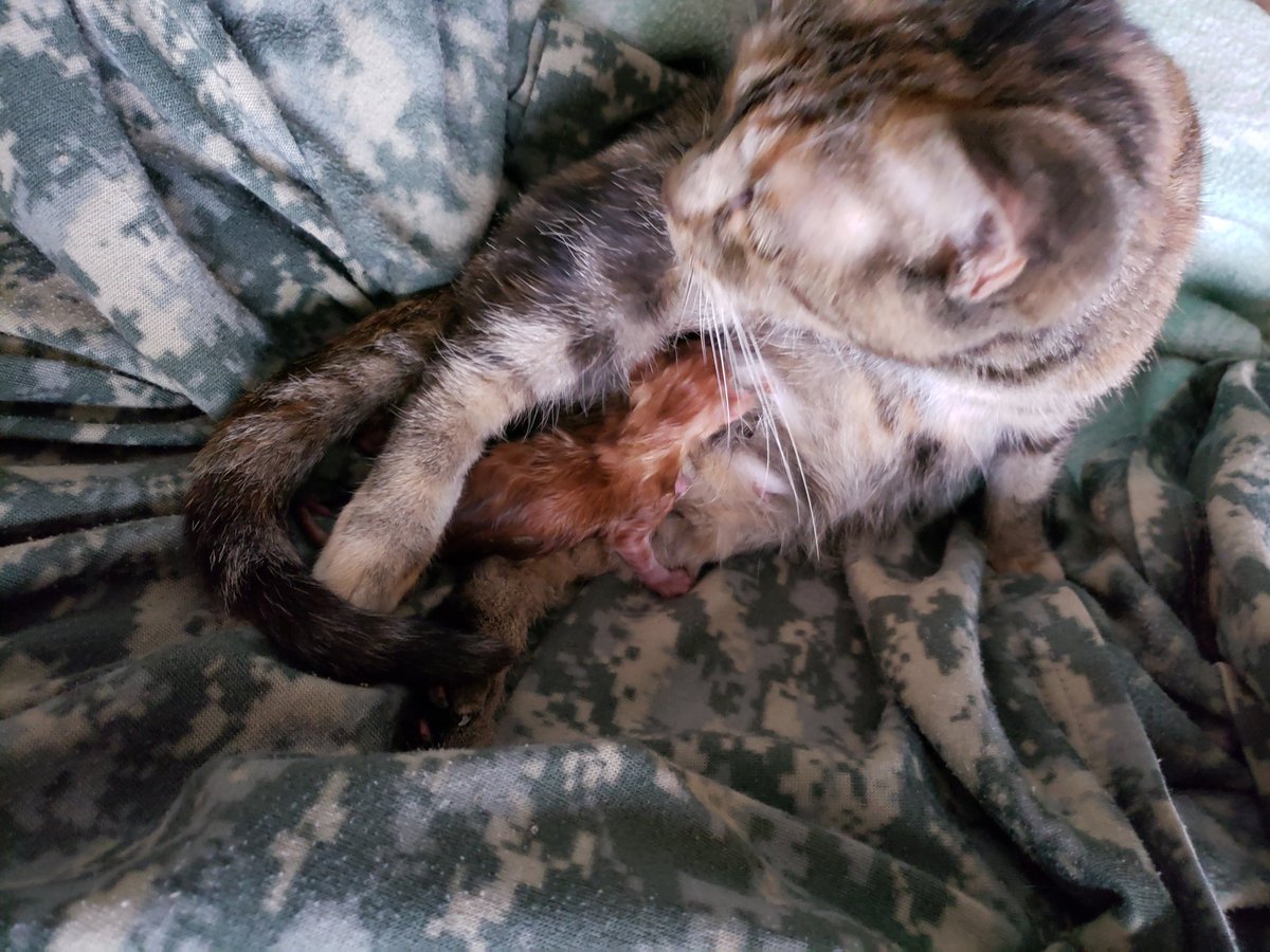 How to tell of your cat is pregnant, step one: is she shitting out kittens all over your livingroom?