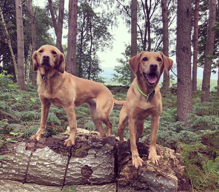 policedogunit's tweet photo. Sisters Sansa and Harley got to partake in today’s VR training. Wood searches complete, but we hope this photo doesn’t give @LindsaySielski too much of a clue for one of tomorrow’s hides 😉 #victimrecovery #policedogs https://t.co/ZgtiMO5KGh