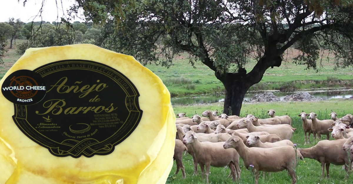 sabordex's tweet photo. Uno de los mejores quesos del mundo 🧀, Añejo de Barros curado en aceite, disponible en 🌳@Sabordex.
https://t.co/UnbvTpInFn
Un distinguido queso extremeño elaborado por los maestros queseros de la Quesería Tierra de Barros
#Quesos #QuesosdeEspaña #QuesosdeExtremadura https://t.co/fZd4KccxwG