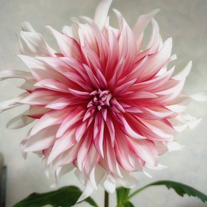 花屋のtwitterイラスト検索結果 古い順