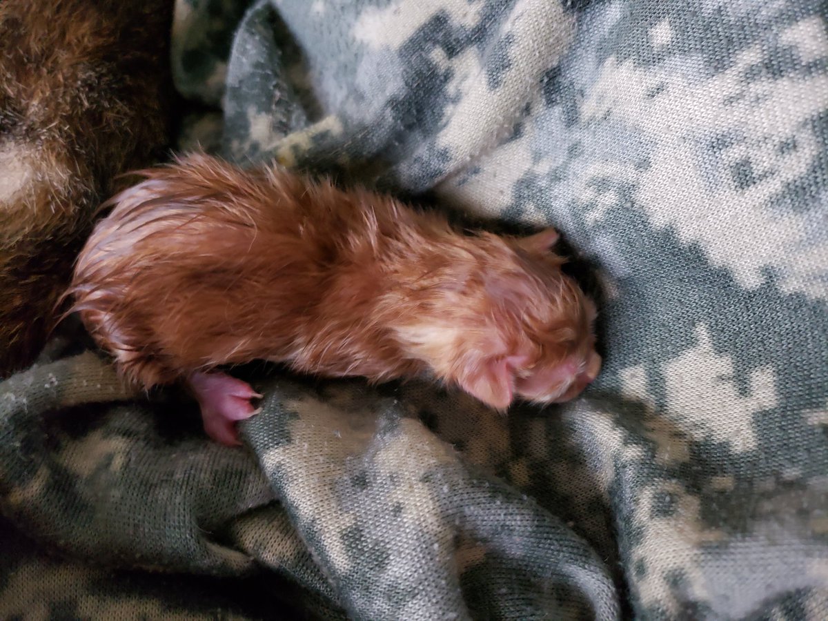 Oh gosh, look at this little gremlin.