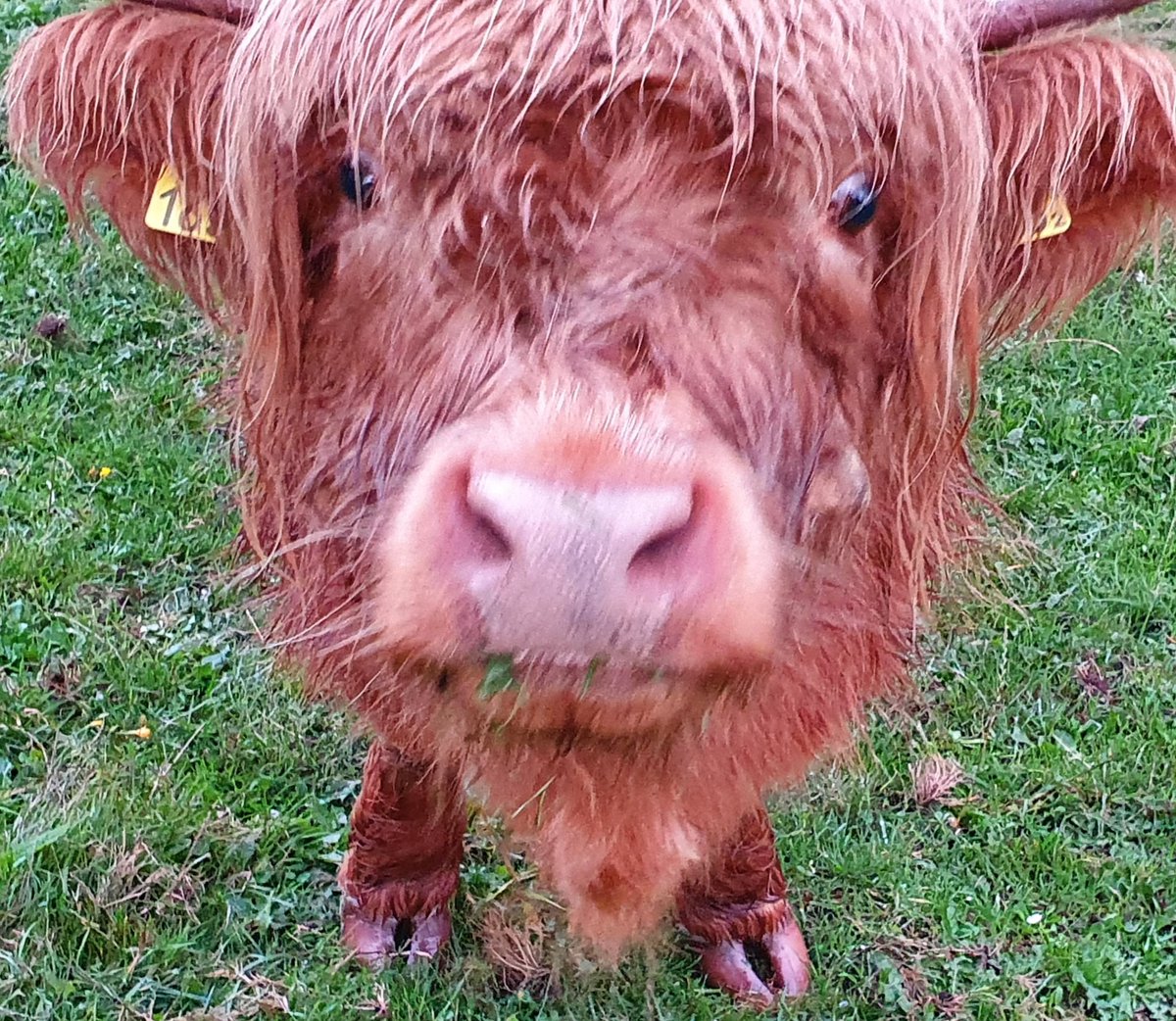 Anke_vd_Vegt's tweet photo. Avondwandelingetje... #pagedal #knoal https://t.co/tWpp7wozDq