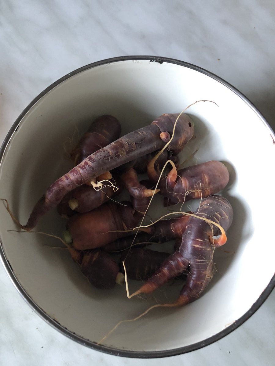 passepartout02's tweet photo. One definite positive outcome of lockdown. Made a delicious carrot 🥕 (home grown) orange 🍊 and walnut cake 🍰 and the aroma around the house is as nice as the slice we just had with ice cream 🍨 https://t.co/orv1C7n5lY