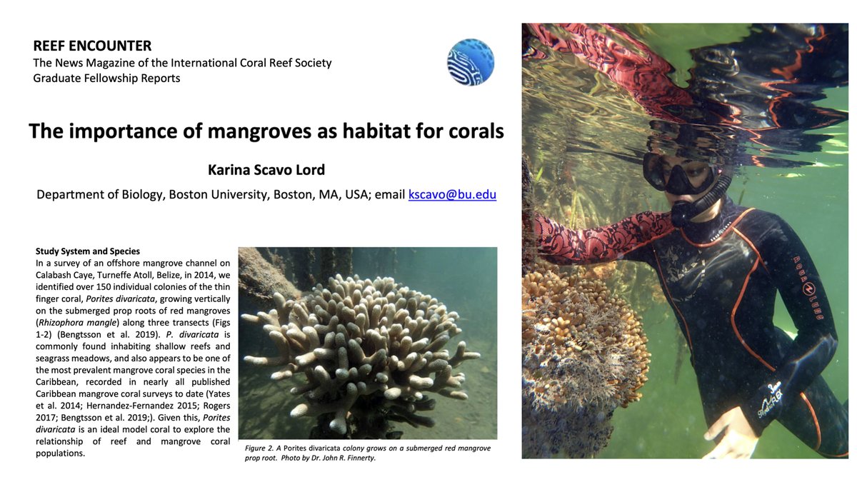 MangroveProf's tweet photo. Portrait of a mangrove coral scientist....the Finnerty Lab's own Karina Scavo Lord. See the entire article here: https://t.co/G7CMip1qIO https://t.co/eh6T0Xktjg