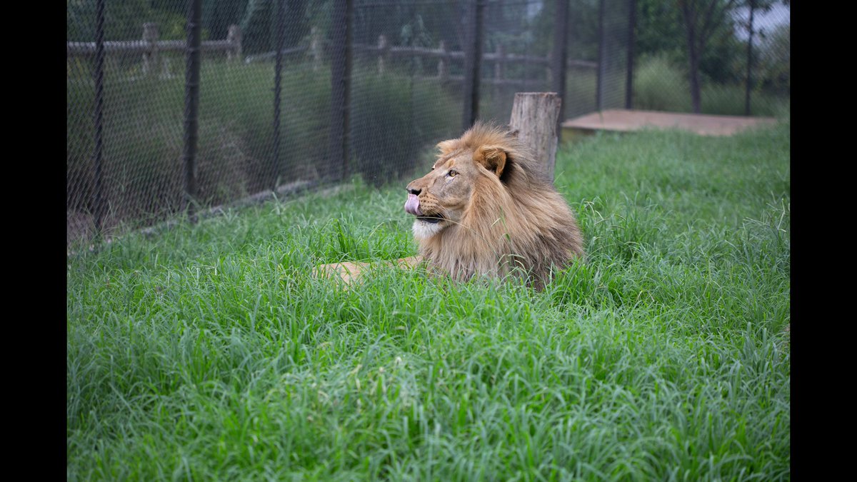 ELClark12's tweet photo. https://t.co/OsNarcMswH
#Upepo #Upepothelion #knoxvillezoo #zooknoxville #knoxville https://t.co/Ca7wDvrxN1