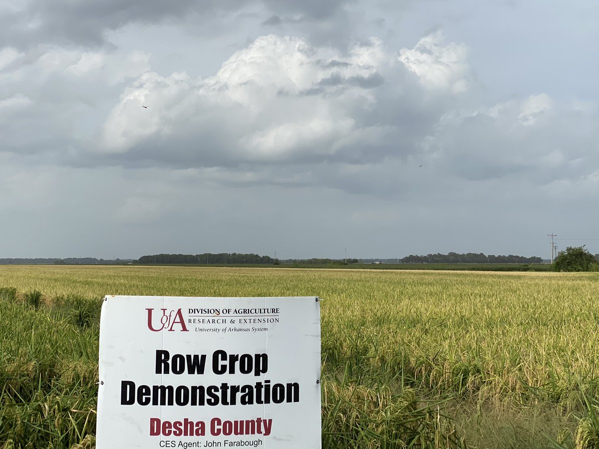 JohnDFarabough's tweet photo. Harvesting our Desha Co. Rice multiplier field. Great numbers from both yield monitor and weigh tickets. If that face doesn’t say happy rice farmer I don’t know what does. @AgWriterArk @AginArk @UAEX_edu @henryhankchaney @Arkansas_Rice #StillOnTheJob #DeshaCoAg #rice #Harvest2020 https://t.co/aF1Ta4Hhls