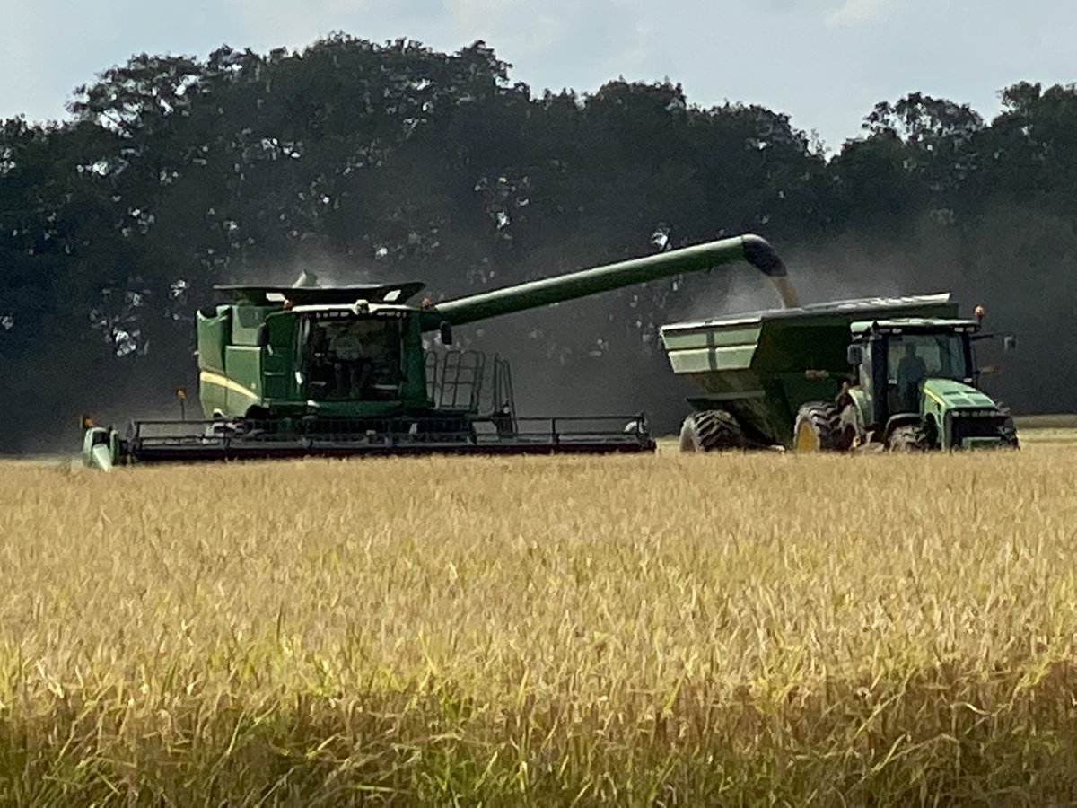 JohnDFarabough's tweet photo. Harvesting our Desha Co. Rice multiplier field. Great numbers from both yield monitor and weigh tickets. If that face doesn’t say happy rice farmer I don’t know what does. @AgWriterArk @AginArk @UAEX_edu @henryhankchaney @Arkansas_Rice #StillOnTheJob #DeshaCoAg #rice #Harvest2020 https://t.co/aF1Ta4Hhls