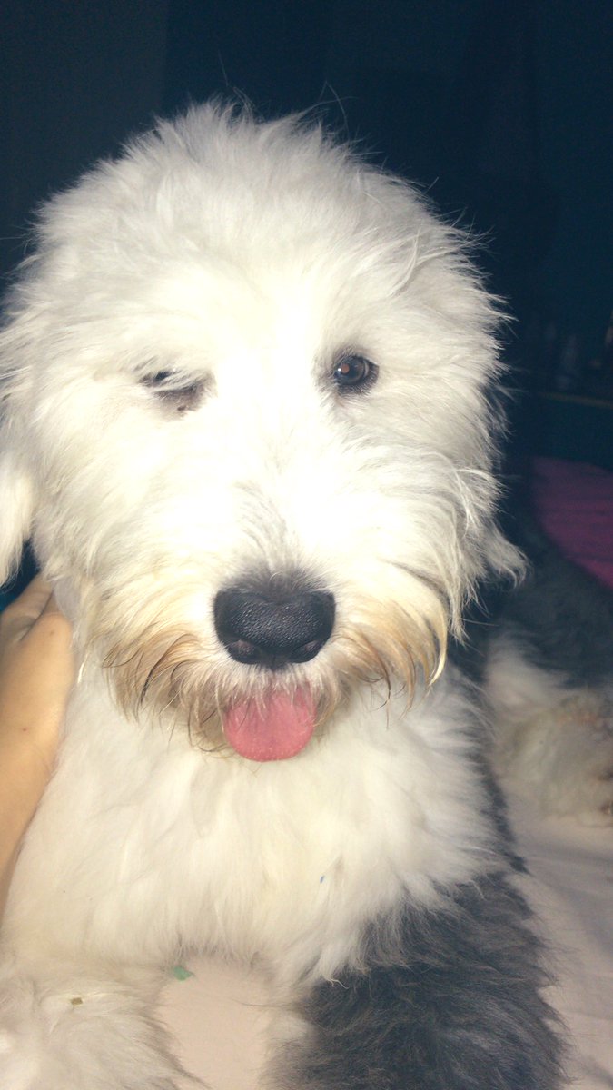 step_zablah's tweet photo. Siempre vas a ser mi bebe, hasta pronto🙏🏻😭🐶💕 https://t.co/hLwwXm5pep