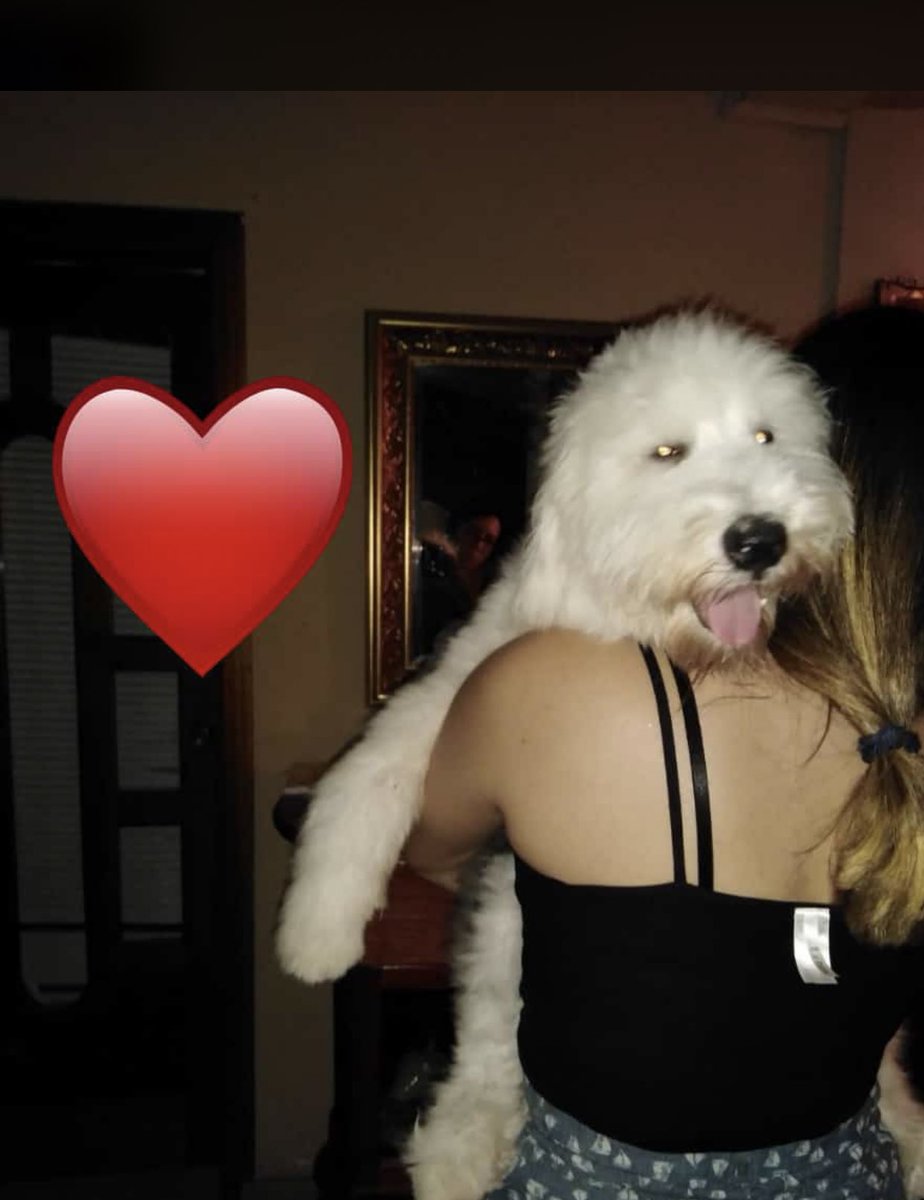 step_zablah's tweet photo. Siempre vas a ser mi bebe, hasta pronto🙏🏻😭🐶💕 https://t.co/hLwwXm5pep