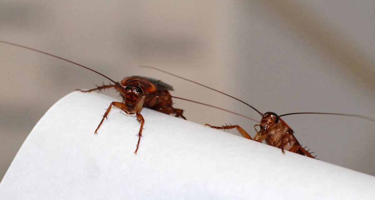 ExpoClean's tweet photo. Las cucarachas son unos insectos especialmente resistentes, tienen una gran capacidad
#infoclean #Expoclean #GuiaClean #limpieza #Higiene #lavanderia #tintoreria #espaciosverdes #salud #hotel #restaurante #restaurantesargentinos #Cucarachas #Plagas https://t.co/2ks2rlBuJk https://t.co/fzePgaODte