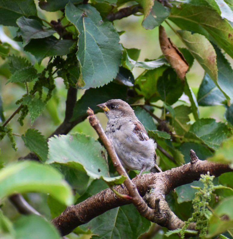SaveOurSparrows's tweet photo. Watched the #Sparrows arrive from across the fields to eat their lunch too whilst eating mine. 

I miss #socialising &amp; meeting up with family &amp; friends, so one has to make the most of our precious #Nature #Gardens 

Those #shielding have a go at #CreateASanctuary  #AskMe 4 Help🙏 https://t.co/x75ruRmTF0