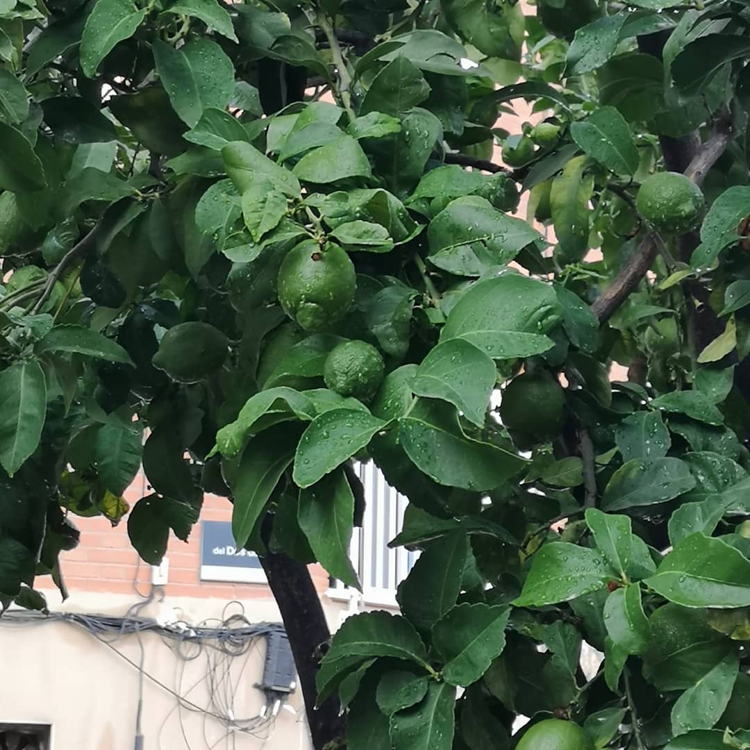 AMPAELGARROFER's tweet photo. Que bonito esta el limonero del Ampa. Lleno de limones. Lleno de vida y esperanza. Con ganas de ver pronto a nuestros niñ@s. Que bien lo cuida David Lindoso. Como dice él con amor. 😍🥰 https://t.co/PVyJRpwk1W