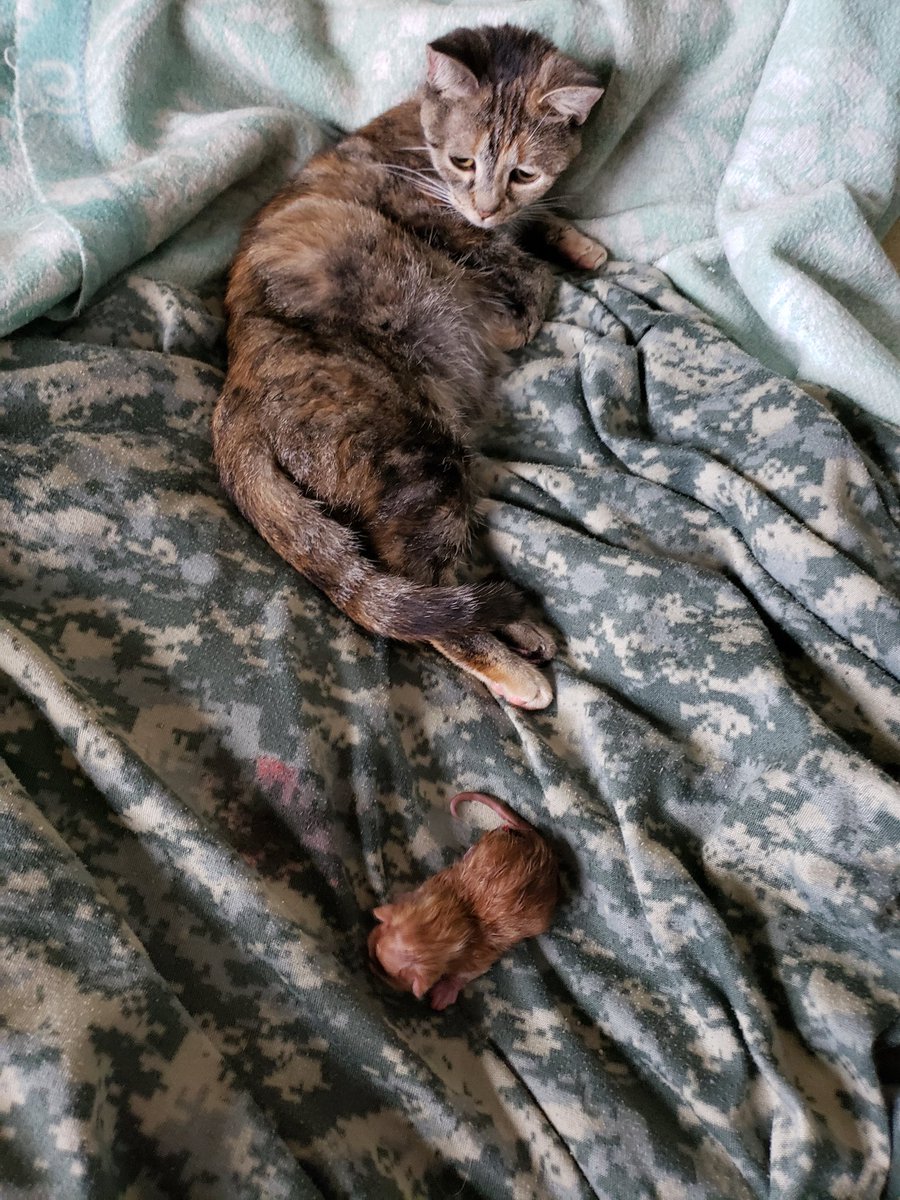 Me: I set up boxes all around the house so you can find a comfy one to have kittens in.Cat: Fuck it. I'll just shit one out on the recliner, leave it there, and hide in this box.