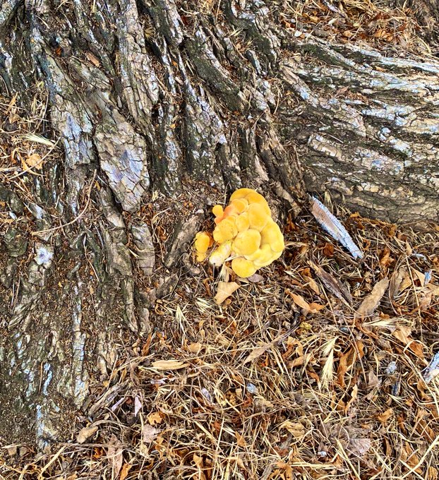 What type of mushroom 🍄 is this? https://t.co/M0NsAvyPaK<a href="/tag/worldufoday"class="tags"><span>#worldufoday</span></a>