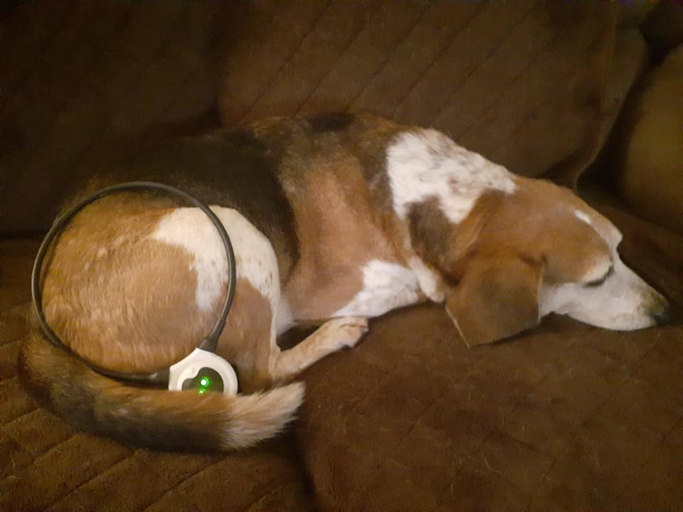 AssisiLoop's tweet photo. Here's Max, rocking is #AssisiLoop to resolve is osteoarthritis and neck pain. 🧡 Sending healing thoughts! (PC: Dana M.) https://t.co/fzMHsWsCGo
