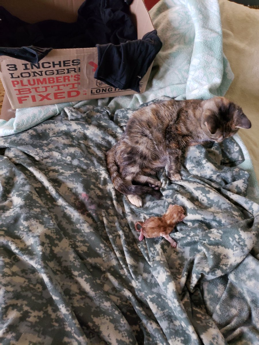 Ok, she's out of the box, looking uncomfortable, and I think the next shitten is on the way soon.