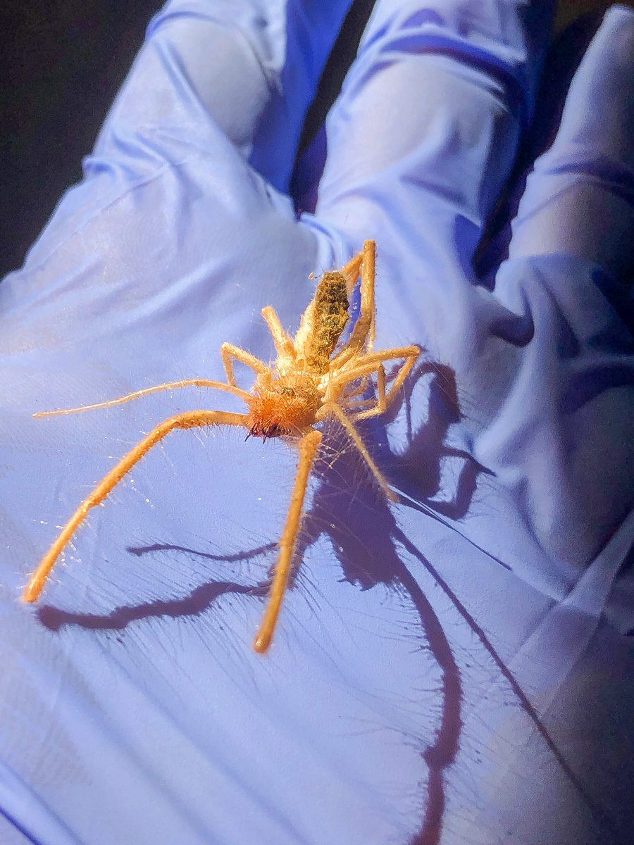 mesapestcontrol's tweet image. Sun Spiders, we can get rid of them for you. Our product works on these and scorpions! Just give us a call or text and we can schedule you an appointment! 480-924-4111
Or click this link to schedule online! 
👇🏼👇🏼👇🏼👇🏼👇🏼
rpc.schedule-service.com

#responsiblepestcontrol #sunspiders