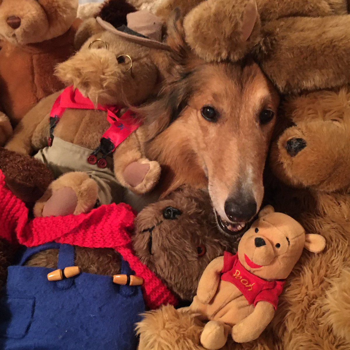 CollieCrusader's tweet photo. 🧸 Happy #TeddyBearDay
#oneoftheseisnotliketheothers 🧸🐶
Here’s to #teddybears and #TeddyRoosevelt as this 🐕 #roughcollie salutes the #roughriders 🐴
Pardon my friend 🧸 #PaddingtonBear as his🧥 coat is snug since he gained ⚖️ the #QuarantineFifteen
#NationalTeddyBearDay https://t.co/lk7UhXCyMj