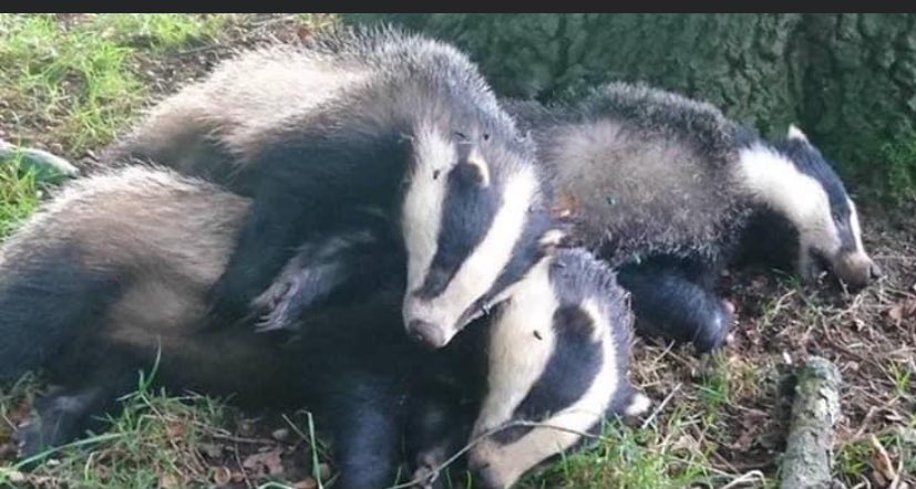 Please help with the Badger Cull we desperately need help on patrols.