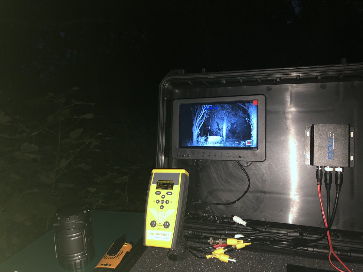 jerseywildlife's tweet photo. Well the day isn't over. Undertaking a lure study with @JerseyBatGroup looking at lure type and positioning to an unstrung harp trap. @TitleyScientif1 @_BCT_ https://t.co/BUctulEzgq