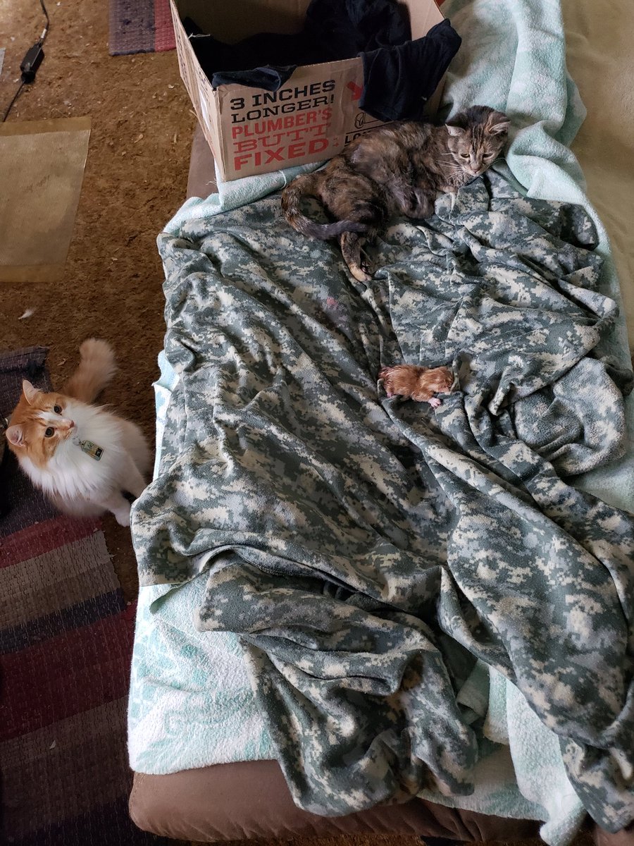 She's hitching and heaving, new kitten is mewing, Cadillac is curious, and my carpet needs to be vacuumed. Duluth Trading box status: currently unoccupied.