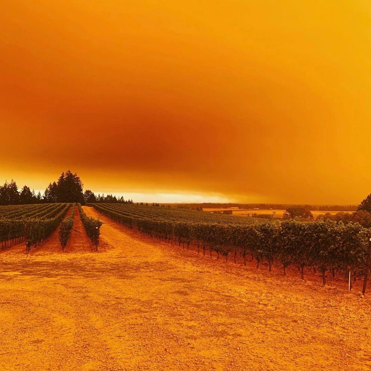 The International Pinot Noir Celebration tweet media